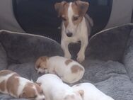 Jack Russel Terrier Welpen - Braunsbedra