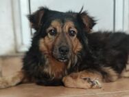 🆘Sanfter Luca in Not🆘 - Eislingen (Fils)