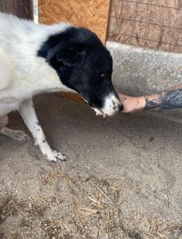 NATASCHA 58 cm - Alpenrod