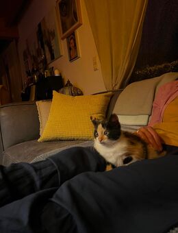 Glückskätzchen sucht sein GLÜCK im liebevollen Zuhause - Eschweiler