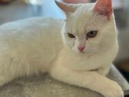 Verspielter Kater mit großem Herz sucht liebevolles Zuhause - Hemer