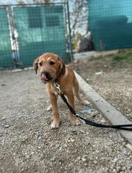 PANCHO - Leine dran und los geht's - Overath