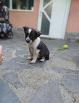 Xami💖 Kuscheliges Körbchen dringend ge - Spenge