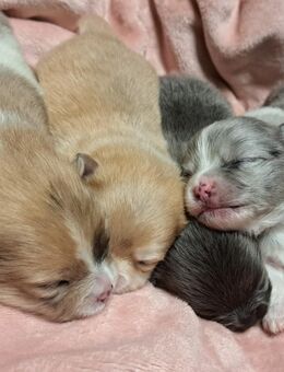 Pomeranian-PomChi Welpen 75%Poms - Ballenstedt