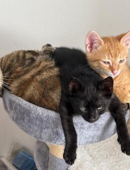 Liebevolle Katzenbabys Kitten abzugeben - Bobenheim-Roxheim