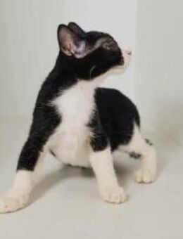 Renée, kleine Kämpferin, ca. 6 Mo blind - Vaterstetten