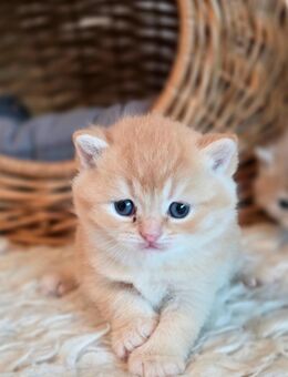 BKH 1 Katerchen frei mit Stammbaum - Rheinzabern