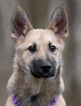 FREYA sucht ein liebevolles Zuhause - Bad Bevensen