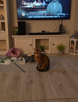 Bengalkater abzugeben - Wesseling