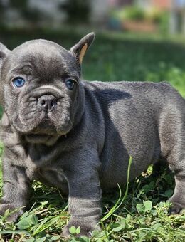 Französische Bulldog Welpen - Bocholt
