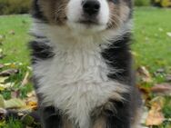 Reinrassige Australian Shepherd Welpen in black-tri - Reisbach