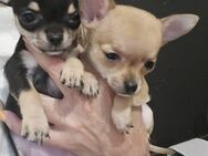 Welpen zu verkaufen Chihuahua Hunde