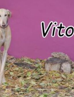 Vorhang auf für Vito🎉❤️ - Essingen (Rheinland-Pfalz)