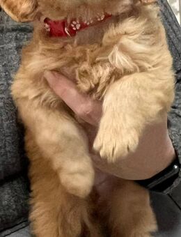 Cockerpoo welpen zu verkaufen - Merenberg (Marktflecken)