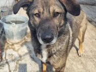 Charmanter LAIKI sucht Zuhause - Neuberg