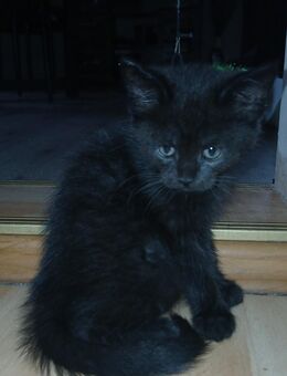 Noch 1 xxl maine coon mix kitten schwarz grau Teddybärchen abholbereit - Bad Kissingen