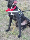 Auch der liebe Tyson möchte so gerne ein zu Hause haben in 54636