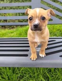 Alteza - neugierig und lieb - Heppenheim (Bergstraße)