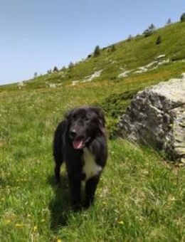 Vanko - Traumhund - Berlin