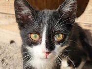 Roman 💗 junger Kater sucht Geborgenheit - Hamburg