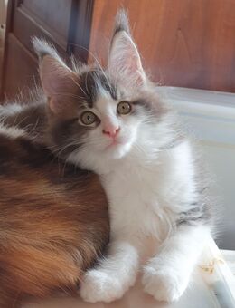 Maine Coon Boy mit tollen Luchs Pinseln - Großmehring