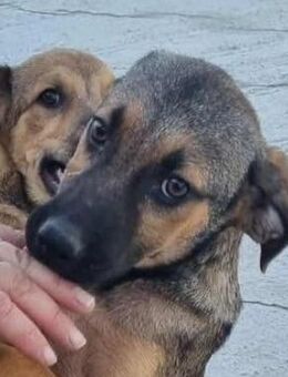 Trudi von kettenlos - Bollingstedt