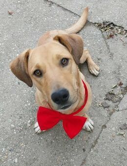 Zsömi von kettenlos - Bollingstedt