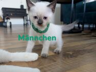 BKH/Ragdoll Kitten - Gummersbach Zentrum