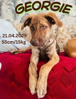 Georgie - Team Iuliana - Rinteln