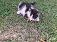 Katzenbaby (Kater) - Rastow