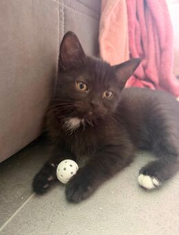 2 kater und eine Katze suchen noch ihr für immer zuhause - Witten
