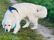 Golden Retriever Deckrüde - Haldensleben