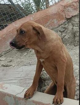 Trueno - Bloodhound-Mischling - Bad Camberg