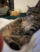 Junger Kater 3 Monate alt in 22395