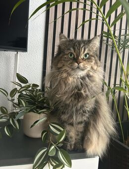 Katze abzugeben - Amberg