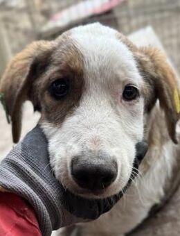 LOISL (♂) - kleiner Notfall-Welpe - Duisburg