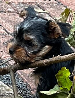Yorkshire Terrier - Rotenburg (Fulda)