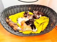 Verkaufe 8 babykatzen suchen ein freundliches zuhause - Sankt Egidien