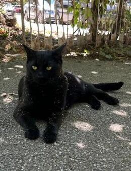 Verschmuster Blacky sucht dich :) - Esslingen (Neckar)