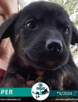 JASPER - 09/2024 - Leimen (Baden-Württemberg)