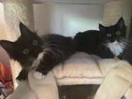 Maine Coon Kitten suchen neues liebevolles Zuhause - Göppingen