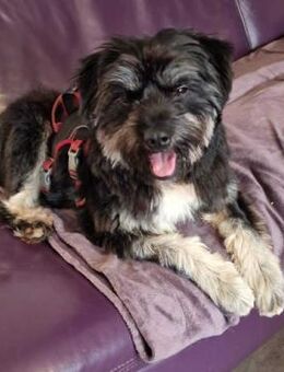 Kuschelbär Anton sucht Zuhause - Koblenz