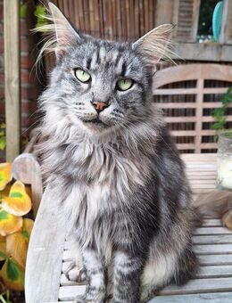 Maine Coon Katze - Bedburg-Hau