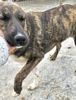 TOFFEE - gut gelaunt und freundlich - Weilheim (Oberbayern)