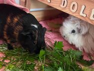 Schweren Herzens: Zwei liebe Meerschweinchen mit Zubehör nur im Doppelpack abzugeben❤️😔 - Wedel Zentrum