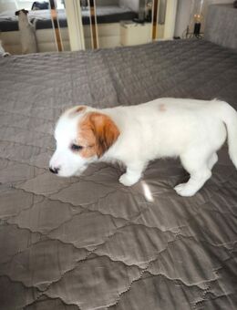 Jack Russel Welpen - Gleina