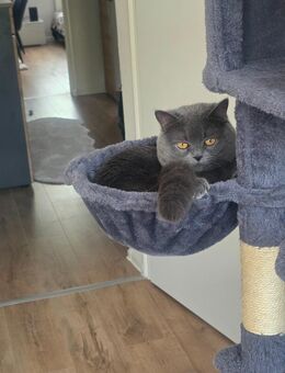 Katze British - Halle (Saale)