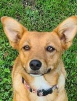 RUBY 2 wurde auf der Strasse gefunden - Gefrees