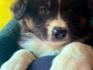 Drei Australian Shepherd Welpen am 15. Juni acht Wochen alt - Satow