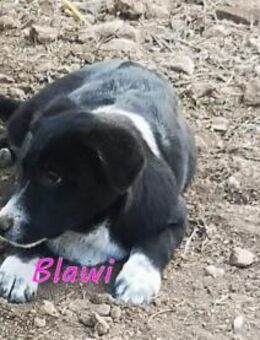 Blawi sucht einen Paten! - Oberhausen
